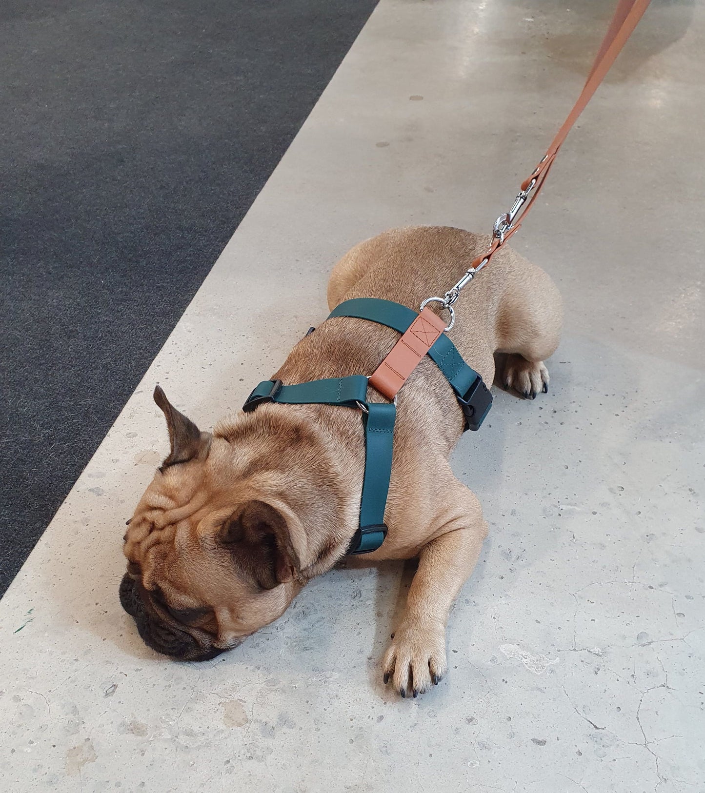 BioThane® Geschirr für Französische Bulldoggen, verschiedene Farben