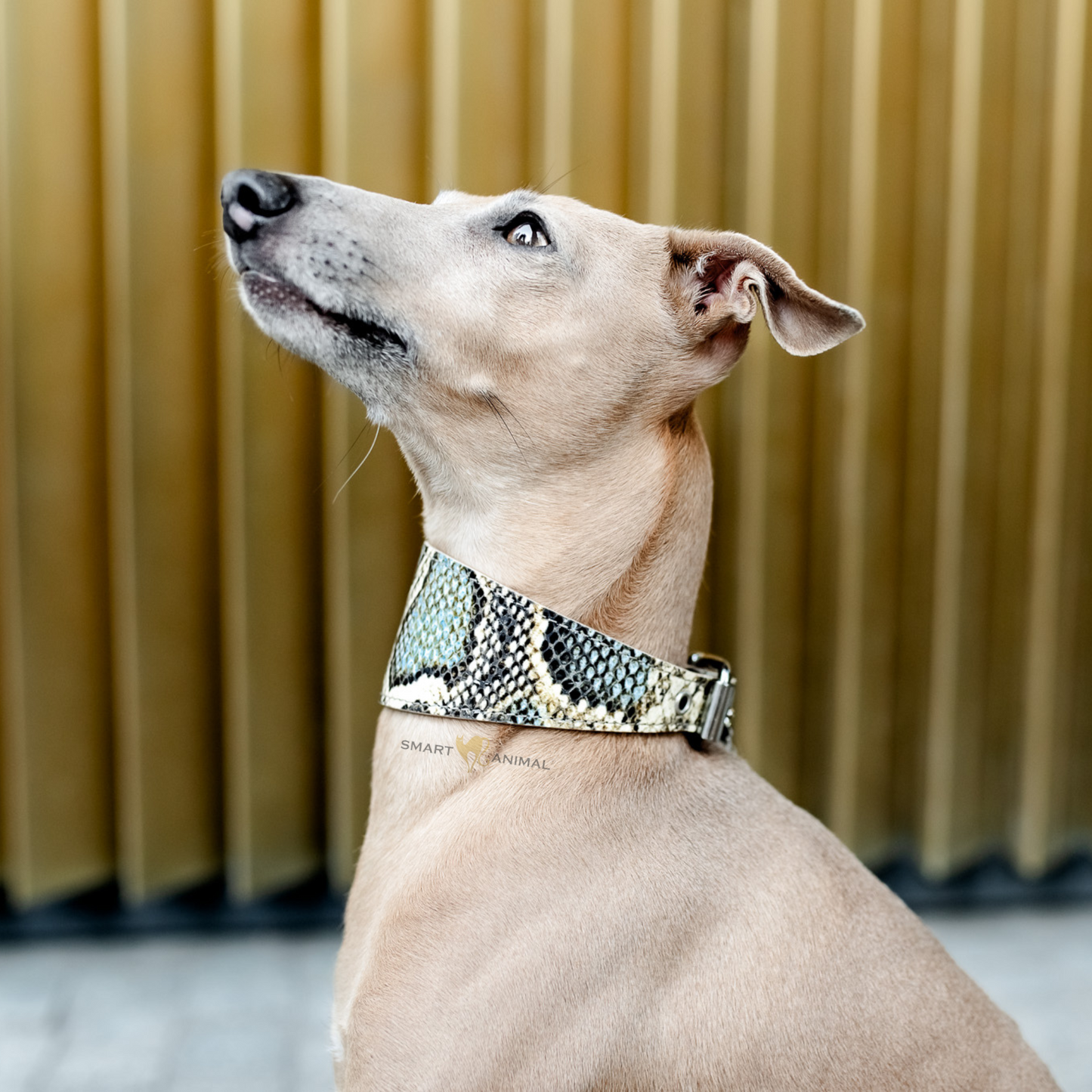 Lederhalsband für Windhunde - Serie Amoquo