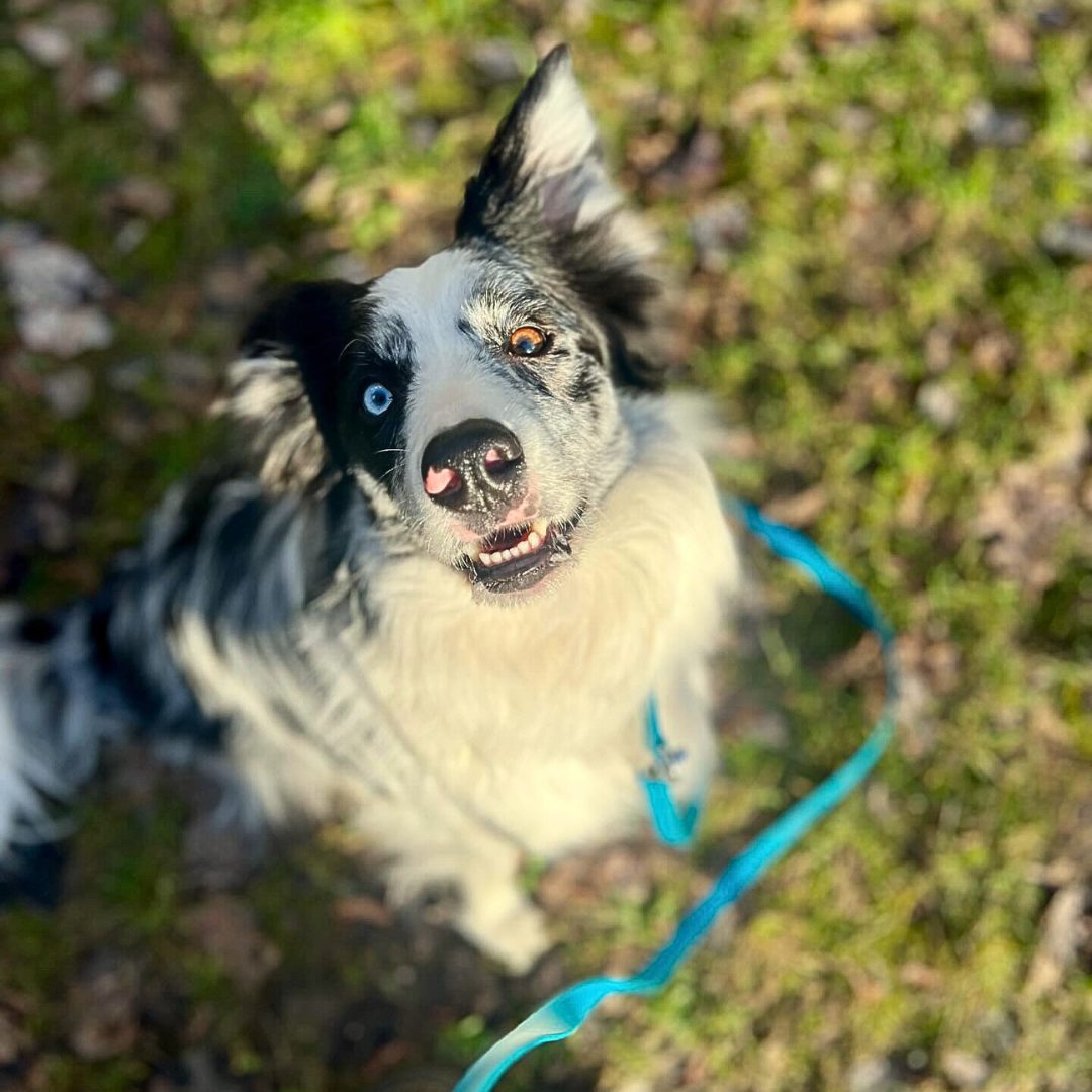 BioThane® Wasserfeste Hundeleine - Azurblau