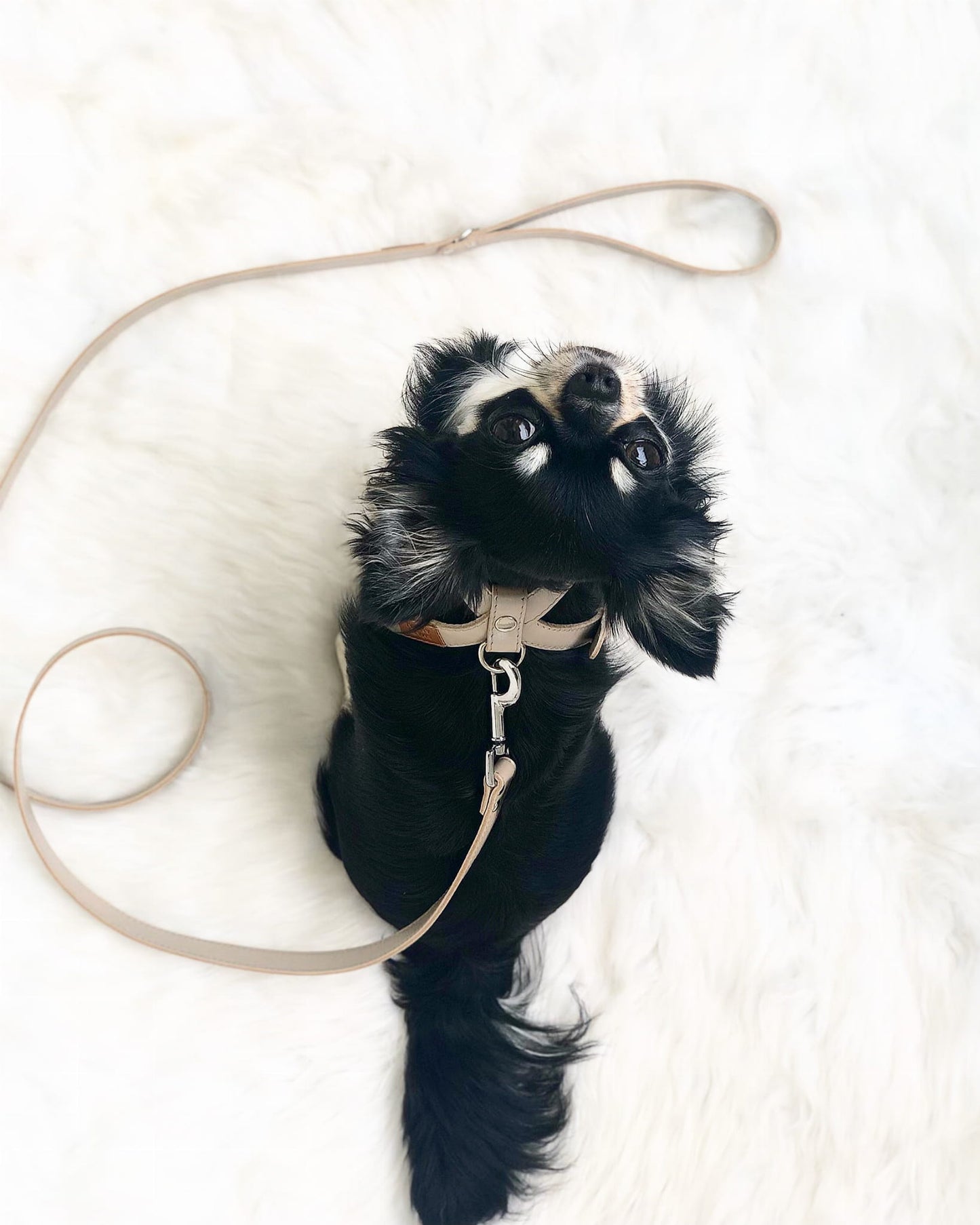 Lederleine, Länge 140 cm - Beige