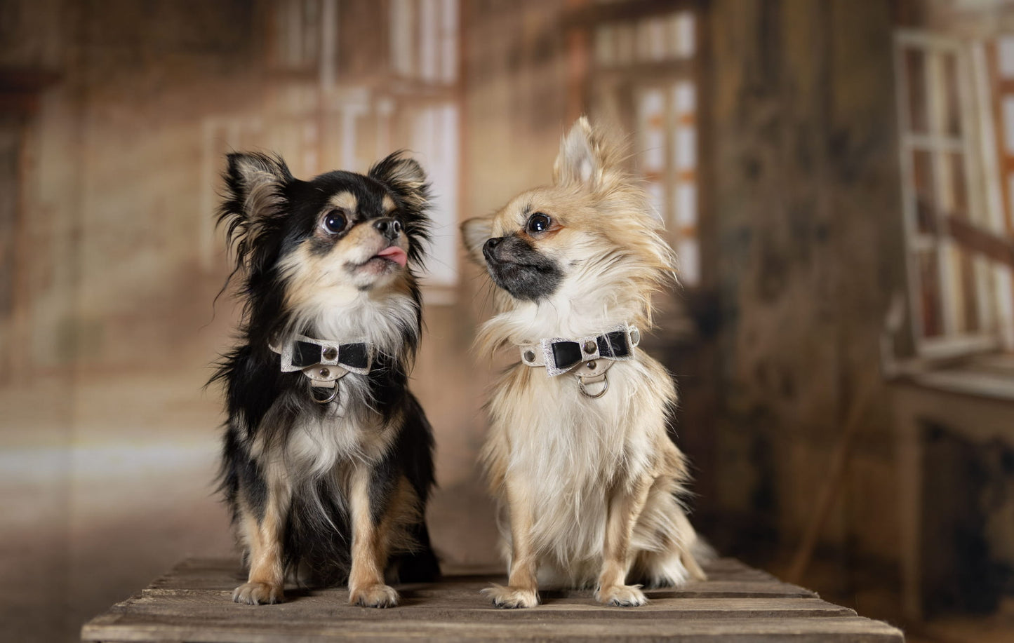Lederhalsband für einen kleinen Hund, beige