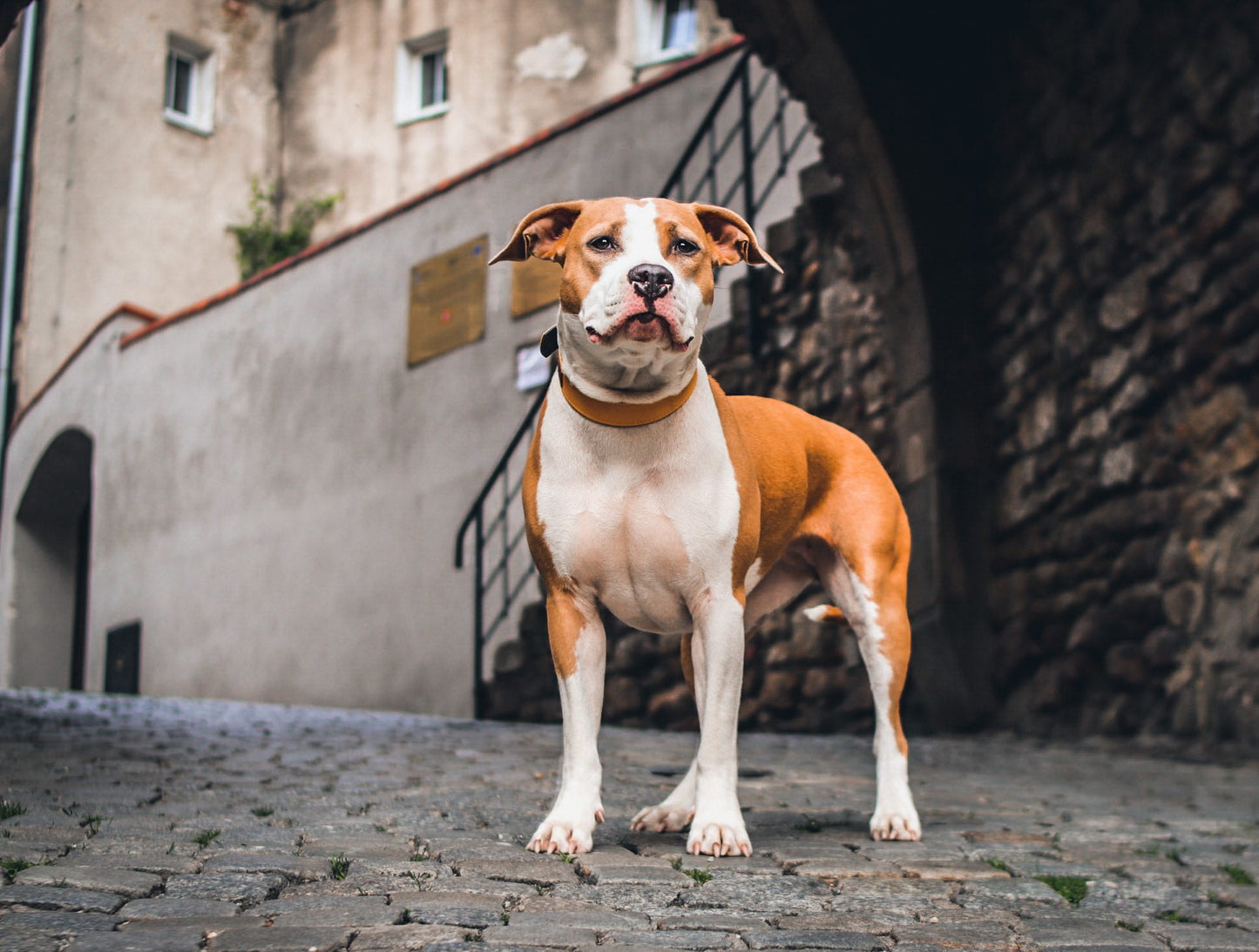 Lederhalsband für einen großen Hund - Gelb