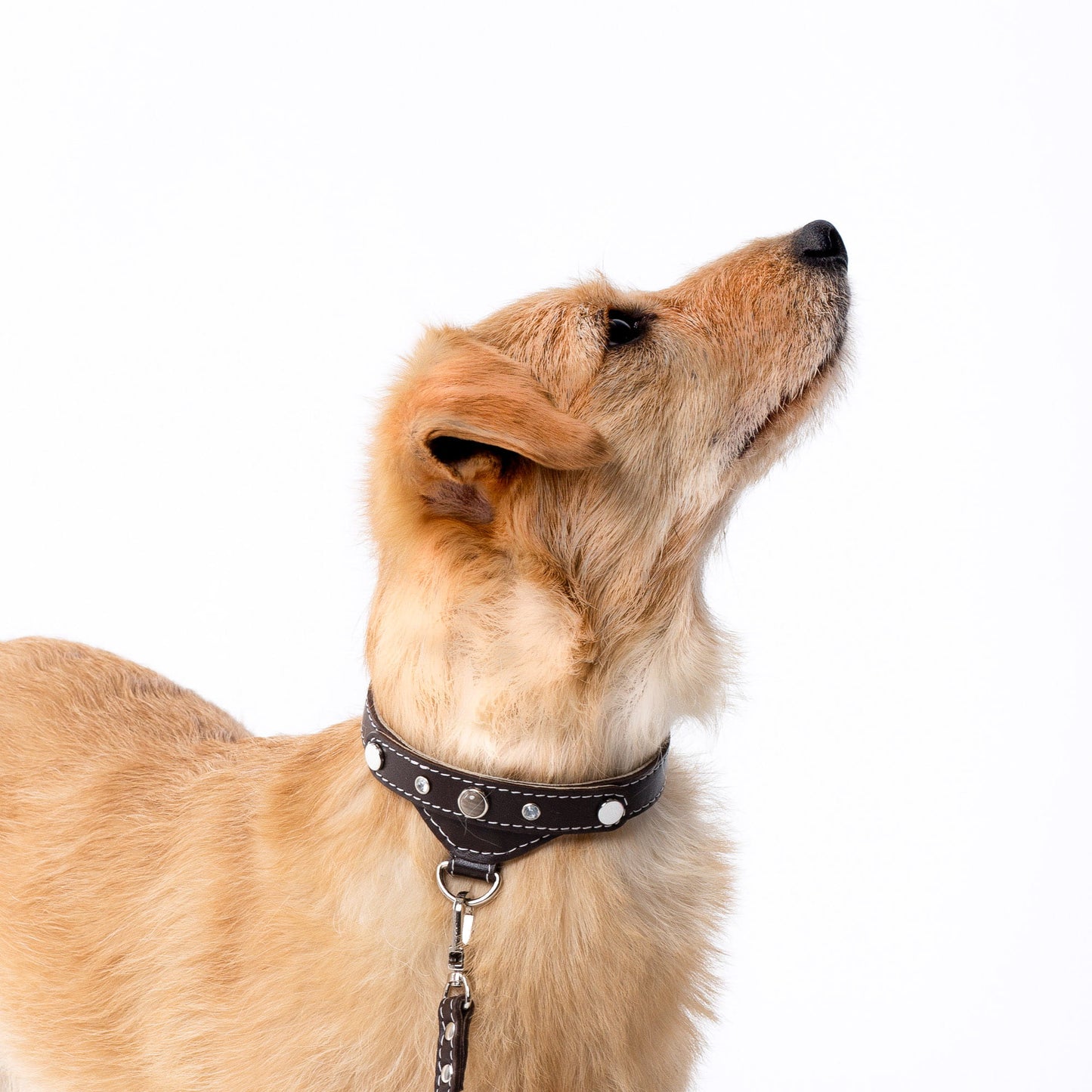 Lederhalsband für einen kleinen Hund, braun