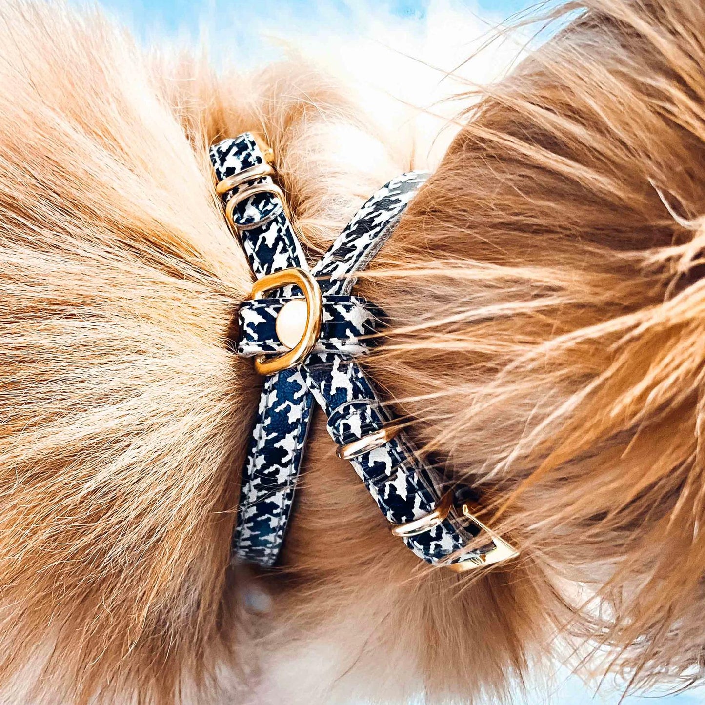 Hundegeschirr Piccolo - Leder - schwarz/weiß