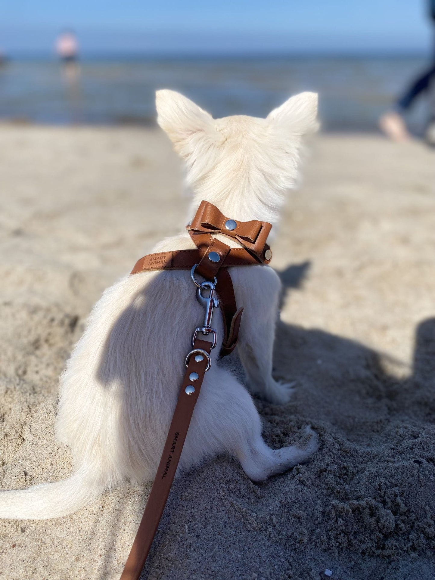 Ledergeschirr für einen kleinen Hund - Karamellfarbe