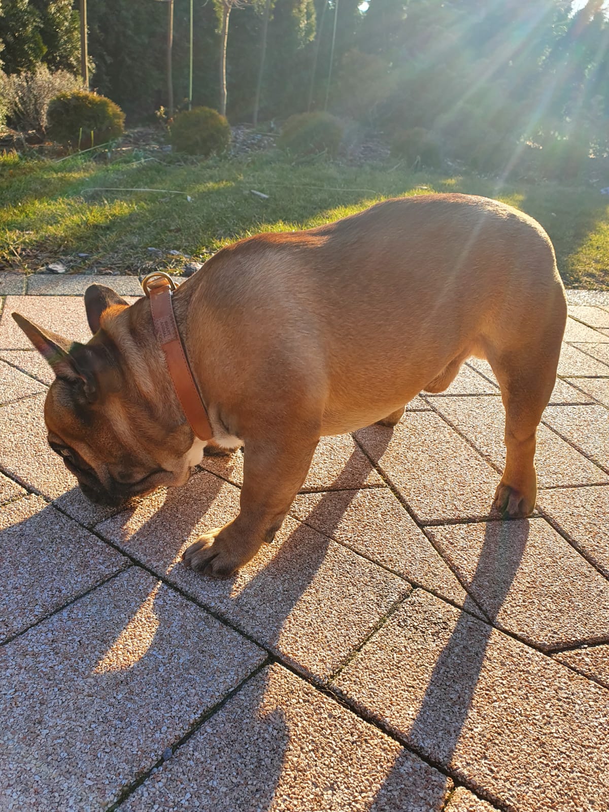 Lederhalsband für einen großen Hund - Karamell