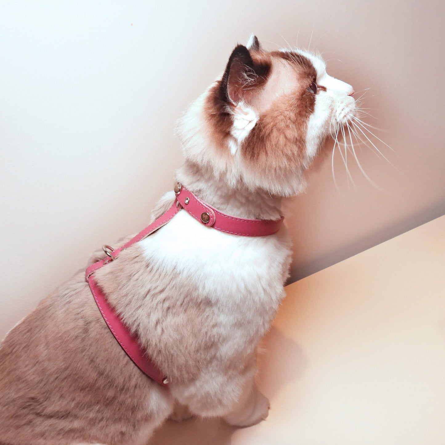 Geschirr für Katzen - Leder - rosa