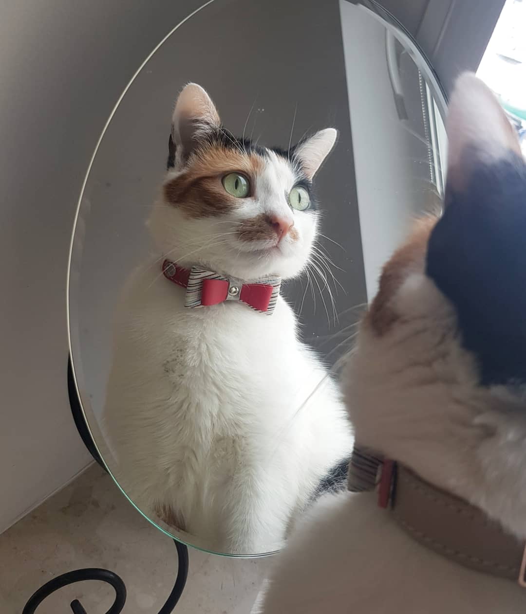 Katzenhalsband aus Leder - Prestige Kollektion - rot