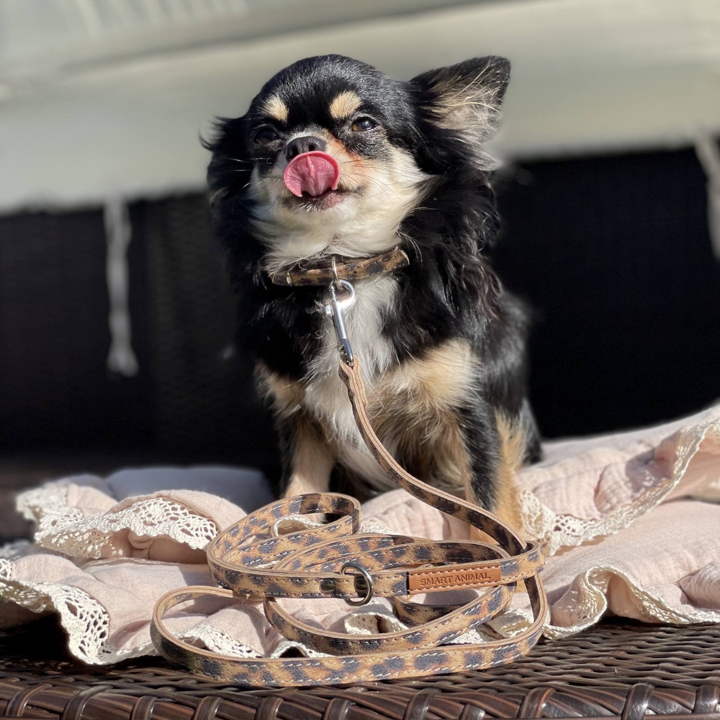 Lederhalsband für kleine Hunde - Leopard Blink mit silbernen Beschlägen