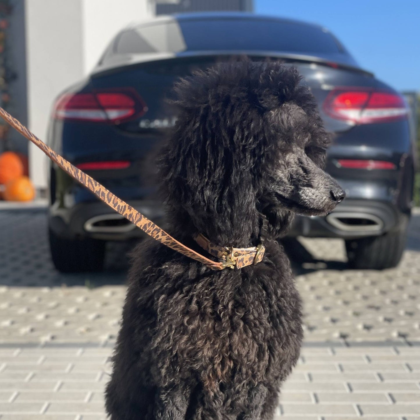 Lederhalsband für einen großen Hund - Leopard Ginger mit goldenen Beschlägen