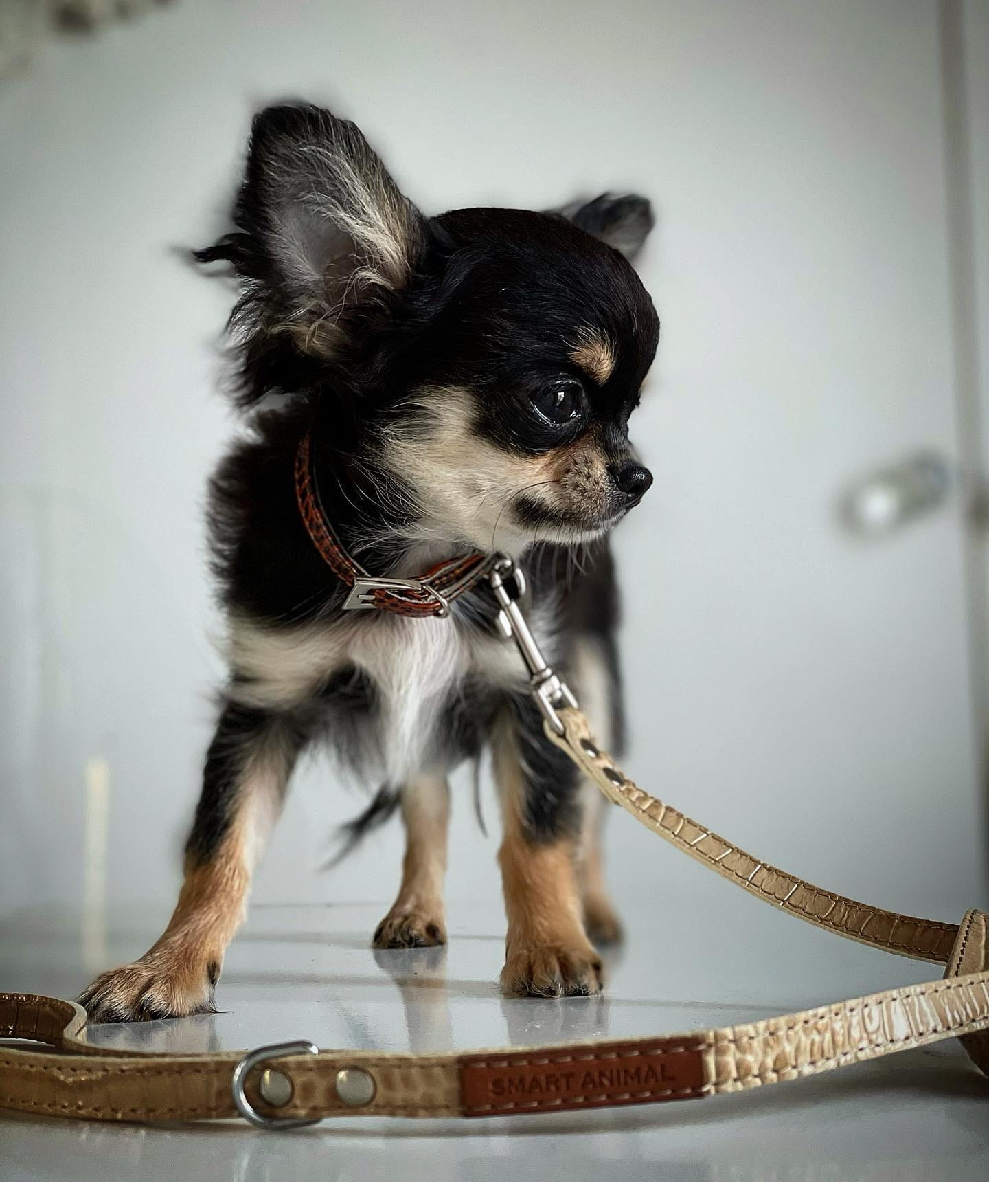 Lederhalsband für kleine Hunde, SMART-Kollektion Serie Nil