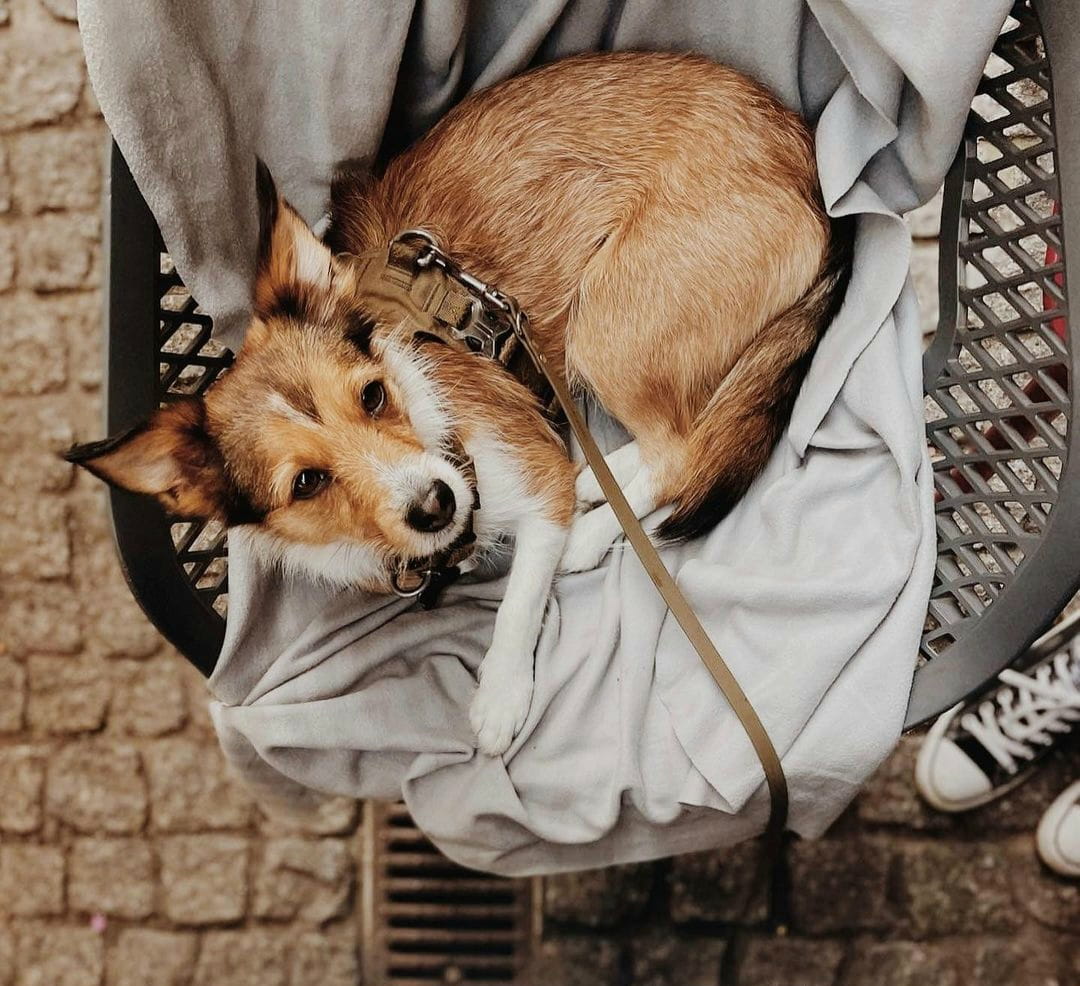 BioThane® Wasserfeste Hundeleine - Olive