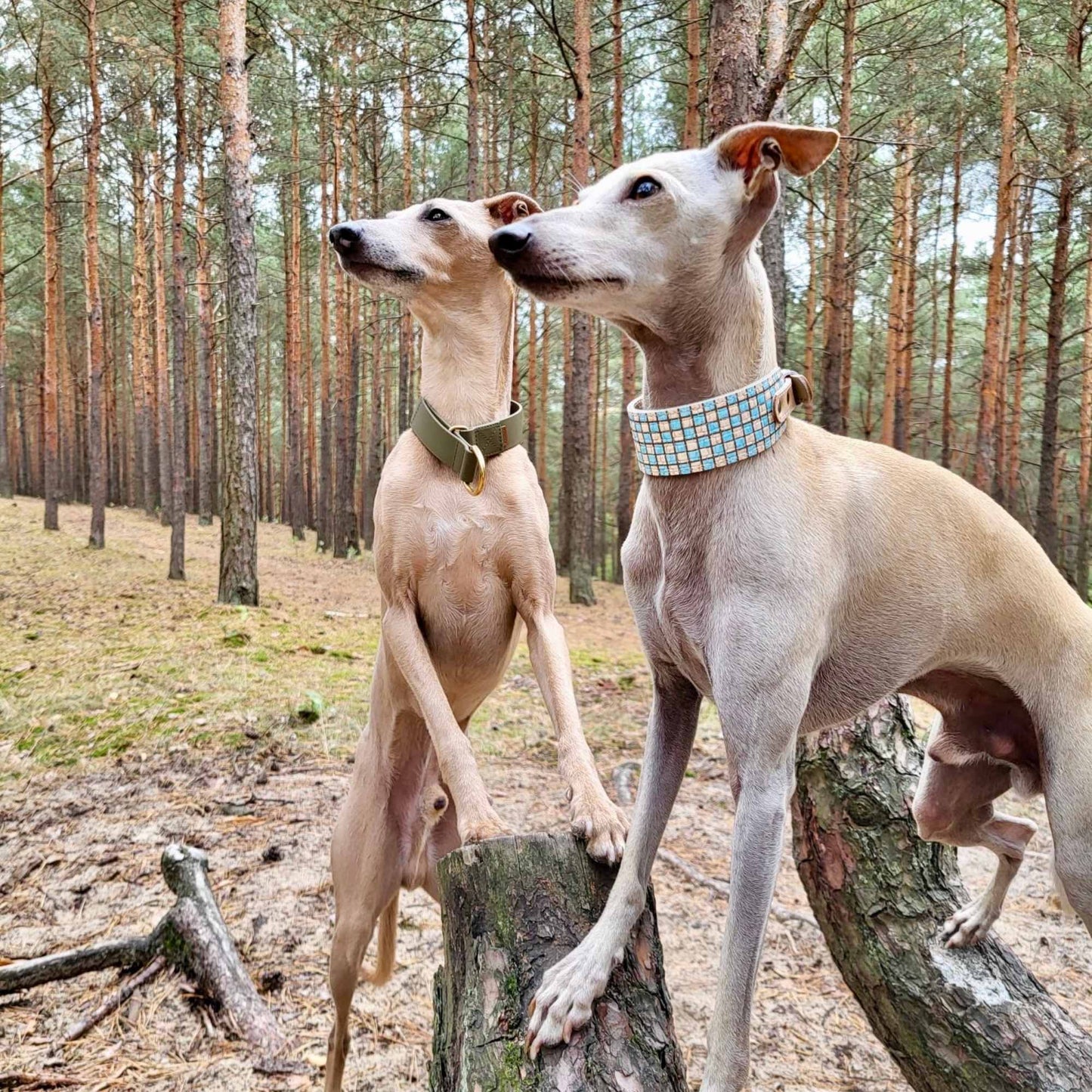 Lederhalsband für Windhunde, SMART-Kollektion - Retro-Serie