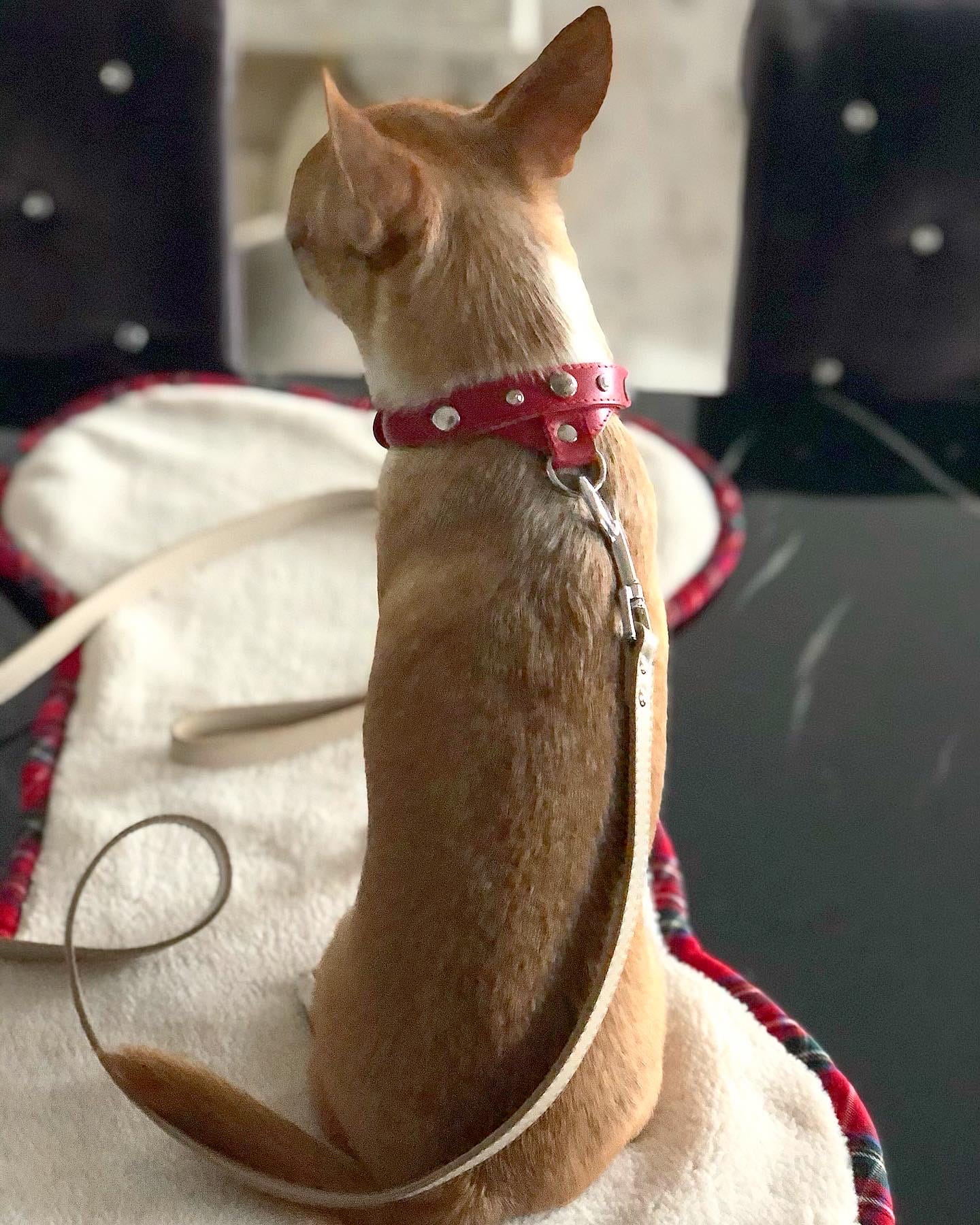 Lederhalsband für einen kleinen Hund, rot