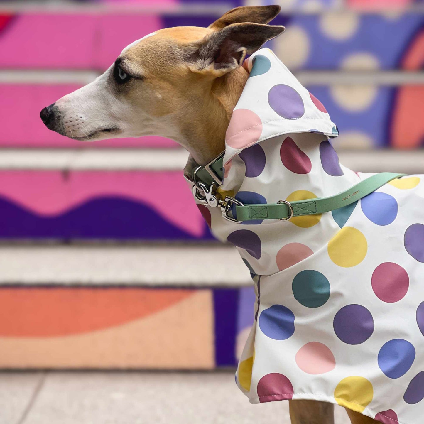 BioThane® Breithalsband für Windhunde (Pomerdane) - Salbei