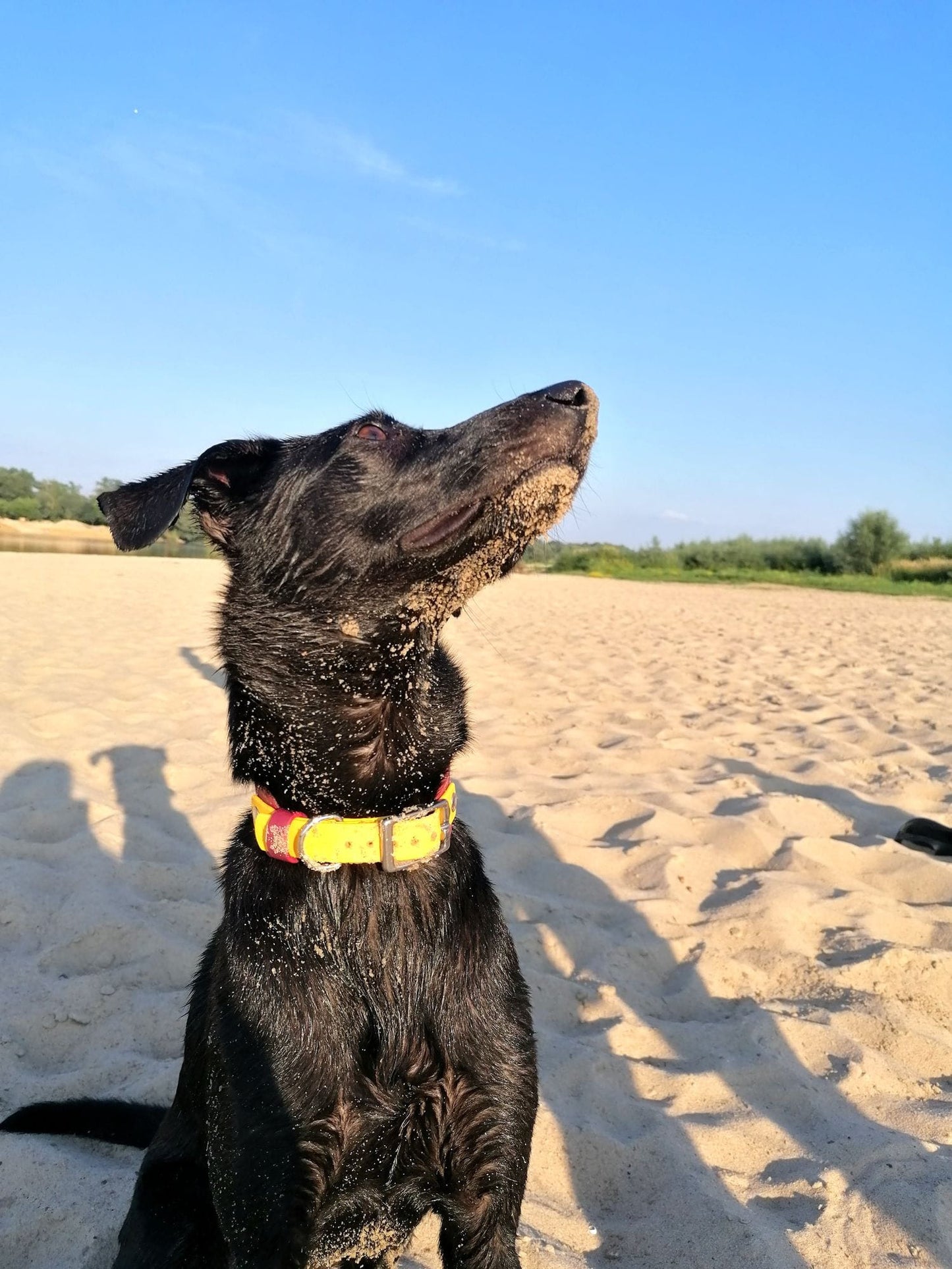 BioThane® Breithalsband für Windhunde - Weinrot + Gelb