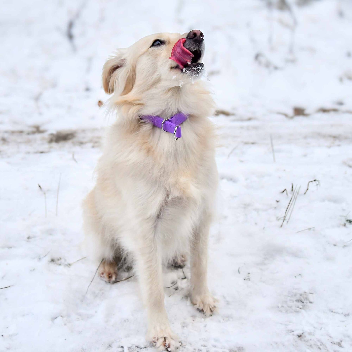 BioThane® Halb-Zugstopp-Halsband - Sport Kollektion - Amethyst