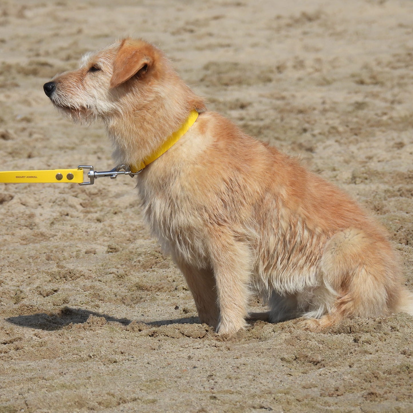 BioThane® Wasserfeste Hundeleine - Gelb