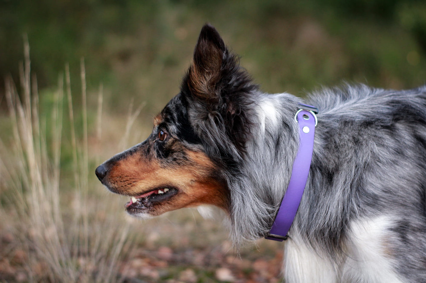 BioThane® Halsband - Sport Kollektion (Klick) - Amethyst