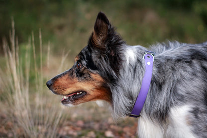 BioThane® Halsband - Sport Kollektion (Klick) - Amethyst