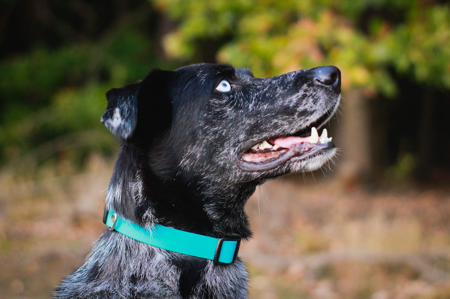 BioThane® Halsband - Sport Kollektion (Klick) - Ostsee