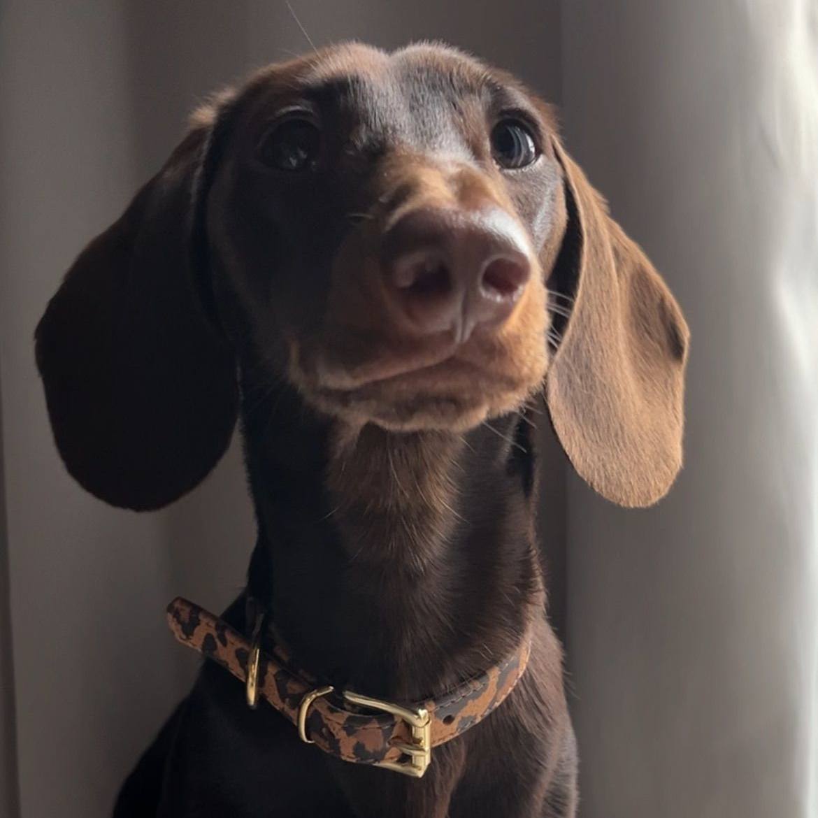 Lederhalsband für kleine Hunde - Leopard Ginger mit goldenen Beschlägen