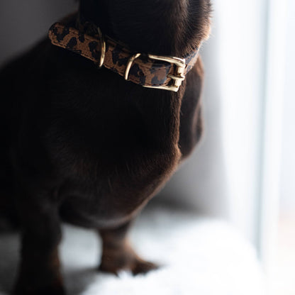Lederhalsband für kleine Hunde - Leopard Ginger mit goldenen Beschlägen