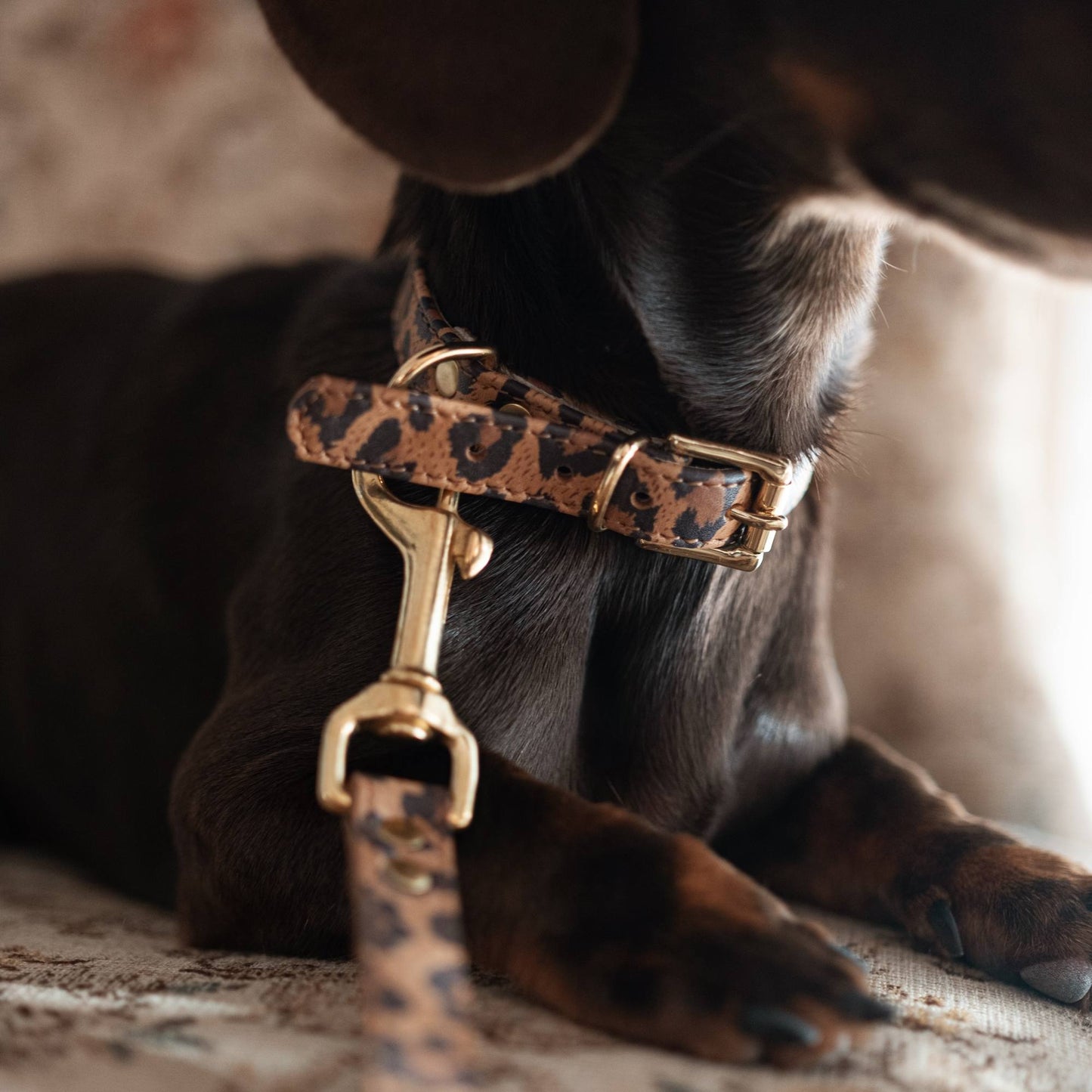 Lederhalsband für kleine Hunde - Leopard Ginger mit goldenen Beschlägen
