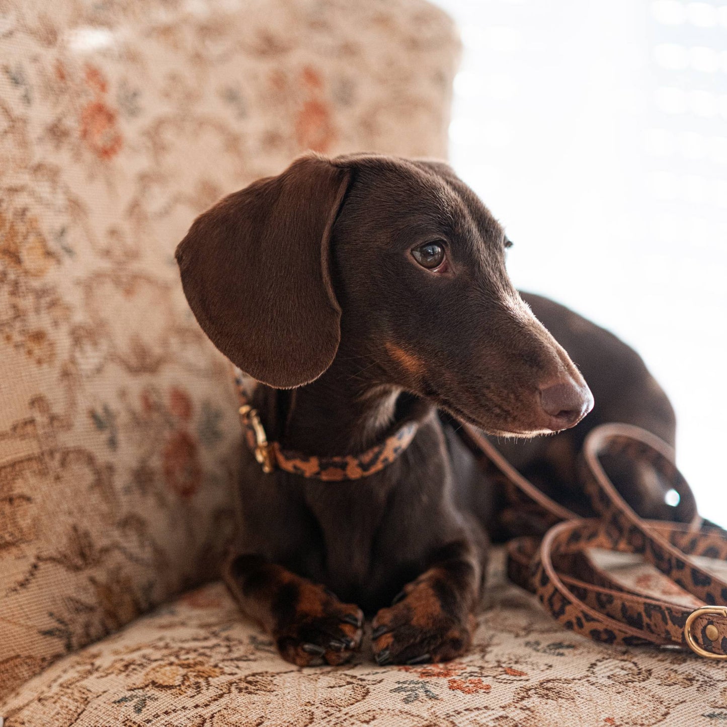 Lederhalsband für kleine Hunde - Leopard Ginger mit goldenen Beschlägen