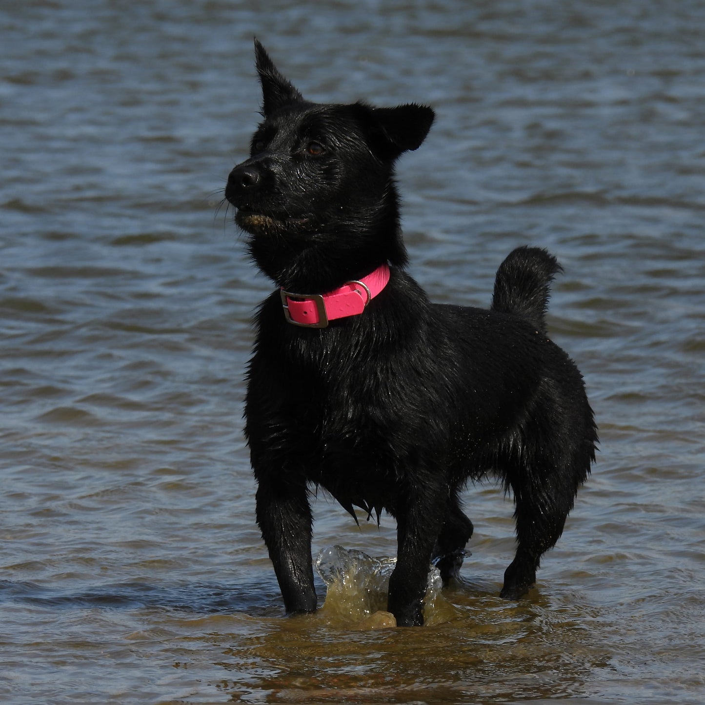 BioThane® Premium-Halsband (Prestige Sport) - Fuchsia