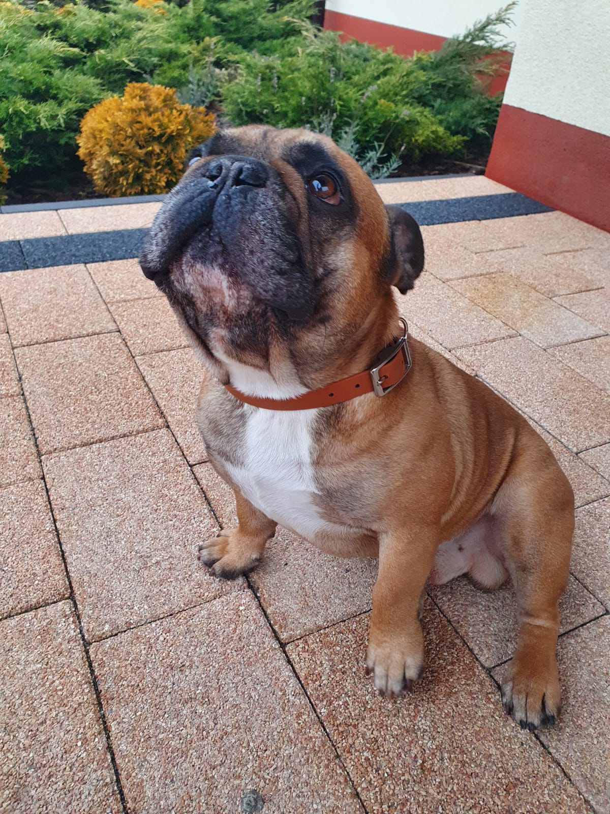 BioThane® Premium-Halsband (Prestige Sport) - Toffee