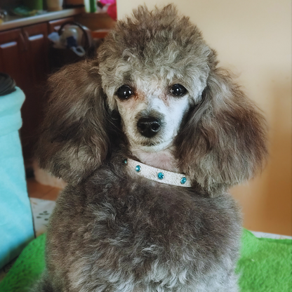 Glamour Hundehalsband aus Leder - Weiß, blaue Kristalle