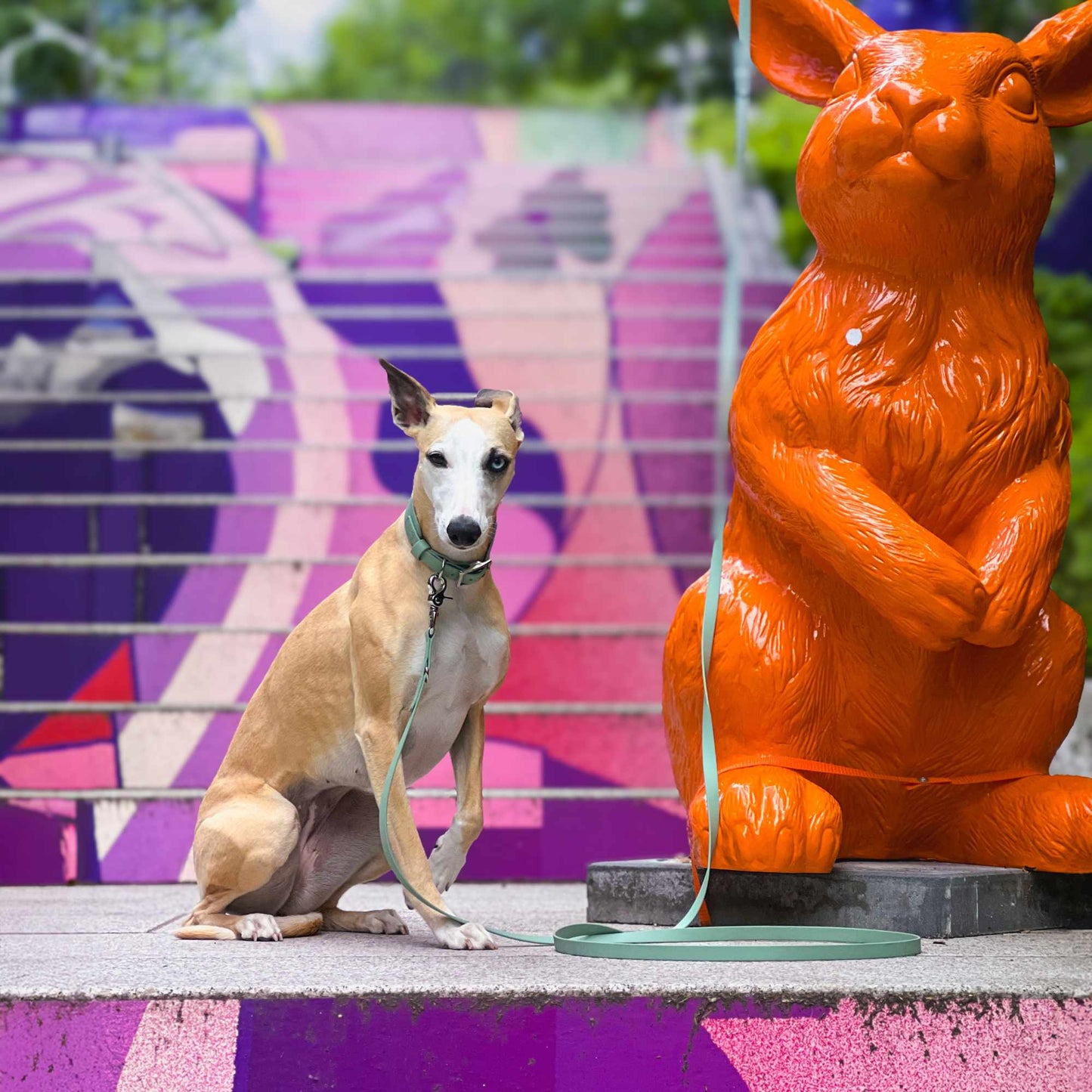 BioThane® Breithalsband für Windhunde (Pomerdane) - Salbei