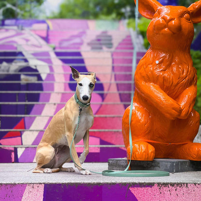 BioThane® Breithalsband für Windhunde (Pomerdane) - Salbei